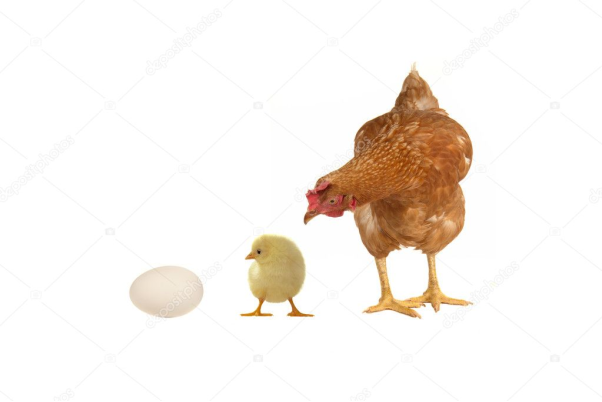 Top con số may mắn đặc biệt khi mơ thấy gà đẻ trứng